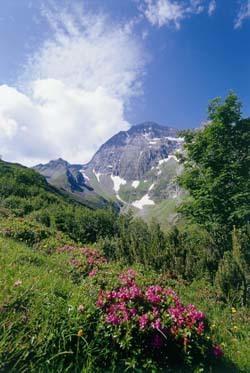 Gaestehaus Danler Neustift im Stubaital Eksteriør billede